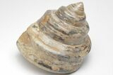 Polished Fossil Gastropod (Pleurotomaria) - Madagascar #207538-1